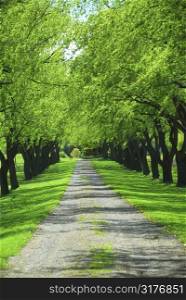 Lane of bright green summer trees moving with breeze