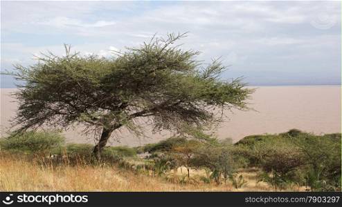 Langano Lake in the South of Ethiopia, Africa