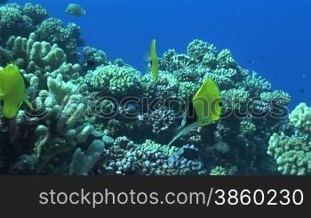 Langmaul-Pinzettfische, long- nosed butterflyfishe am Korallenriff