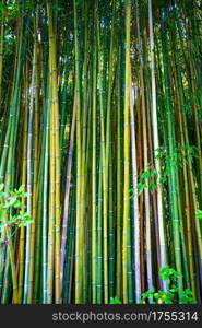 Lanscape of bamboo tree in tropical rainforest