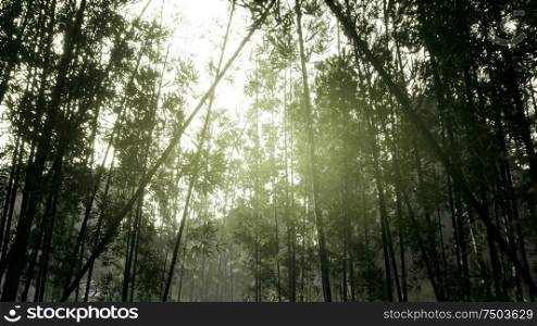 Lanscape of bamboo tree in tropical rainforest, Malaysia