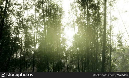 Lanscape of bamboo tree in tropical rainforest, Malaysia