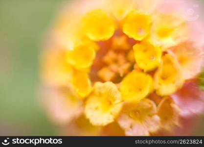 Lantana