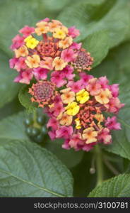 Lantana