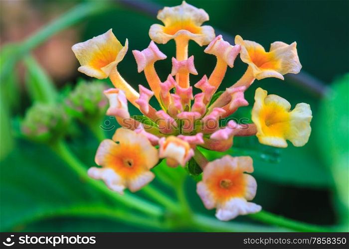 Lantana or Wild sage or Cloth of gold or Lantana camara flower in garden