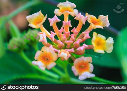 Lantana or Wild sage or Cloth of gold or Lantana camara flower in garden