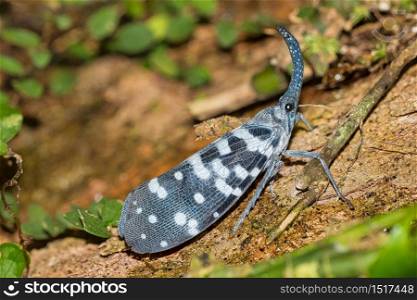 Lantern Bug, Planthopper, Hemipteran, Pyrops maculatus, Sinharaja National Park Rain Forest, World Heritage Site, UNESCO, Biosphere Reserve, National Wilderness Area, Sri Lanka, Asia