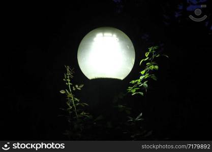 lantern in the bushes. Lanterns in the garden
