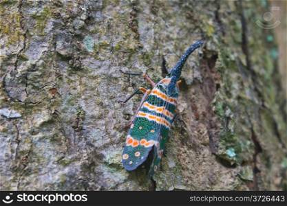 lanternflies insect, beauty insect on tree in forest