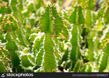Lanzarote Guatiza cactus garden Euporbia Pseudocactus from Africa