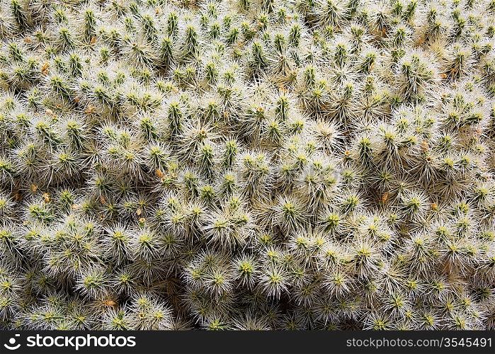 Lanzarote Guatiza cactus garden in Canary Islands