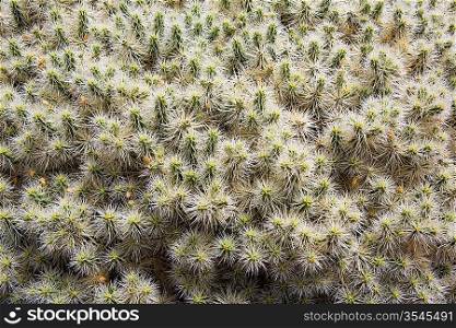 Lanzarote Guatiza cactus garden in Canary Islands
