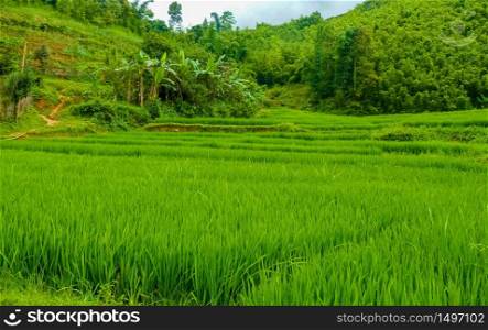 Lao Cai rice fields near Sapa (Chapa) in north mountains of Vietnam, Lao Cai, Vietnam