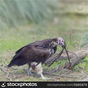 Lapped Faced Vulture Building a Nest