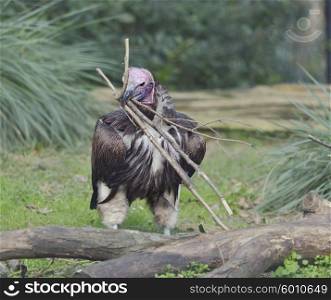 Lapped Faced Vulture Building a Nest
