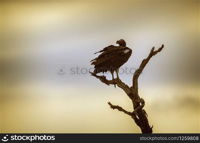 Lappet faced Vulture in Kruger National park, South Africa ; Specie Torgos tracheliotos family of Accipitridae. Lappet faced Vulture in Kruger National park, South Africa
