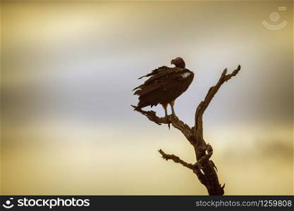 Lappet faced Vulture in Kruger National park, South Africa ; Specie Torgos tracheliotos family of Accipitridae. Lappet faced Vulture in Kruger National park, South Africa
