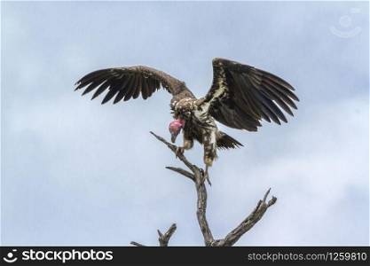 Lappet faced Vulture spread wings in Kruger National park, South Africa ; Specie Torgos tracheliotos family of Accipitridae. Lappet faced Vulture in Kruger National park, South Africa