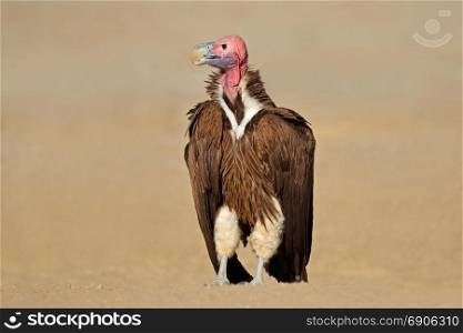 Lappet-faced vulture (Torgos tracheliotus) sitting on the ground, South Africa