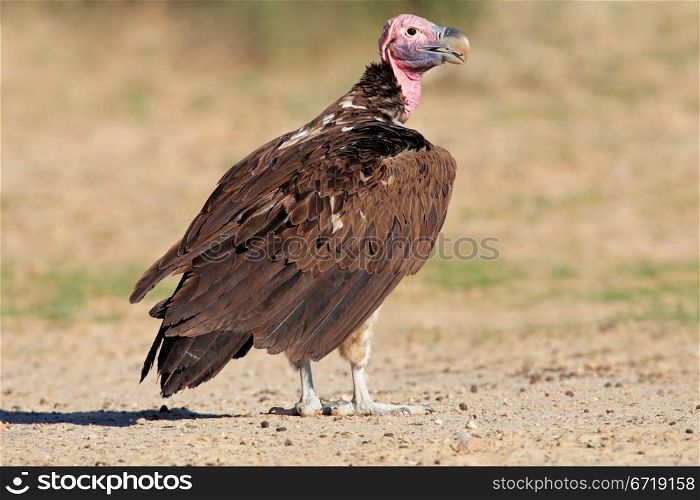 Lappet-faced vulture (Torgos tracheliotus), South Africa