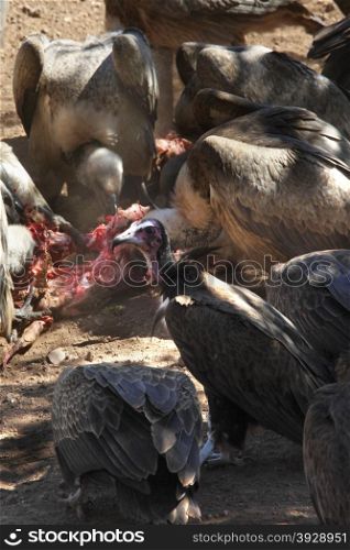 Lappetfaced and Hooded Vultures feeding on a kill near Victoria Falls in Zimbabwe