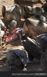 Lappetfaced and Hooded Vultures feeding on a kill near Victoria Falls in Zimbabwe