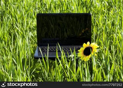 laptop and a sunflower on green grass