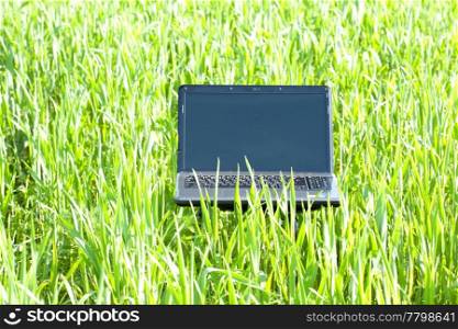 laptop in green grass