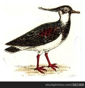 Lapwing, vintage engraved illustration. From Deutch Birds of Europe Atlas.