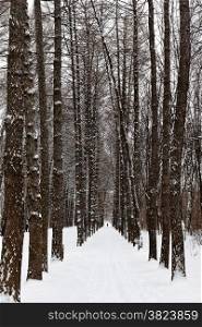 larch alley in snowy forest in winter