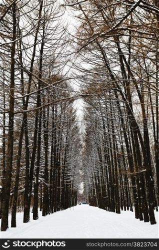 larch alley with ski tracks in snowy forest in winter