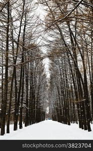 larch alley with ski tracks in snowy forest in winter