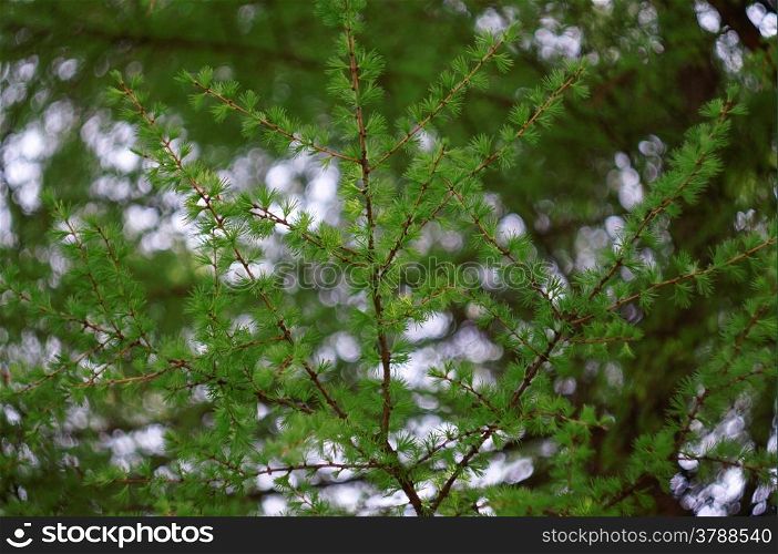 Larch branch with fresh leaves as a background