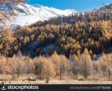 Larch forest and snowy mountain in fall - Val Ferret, Courmayer, Val d&rsquo;Aosta, Italy, Europe.