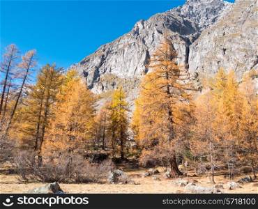 Larch forest in fall - Mont Blanc, Courmayer, Val d&rsquo;Aosta, Italy, Europe.