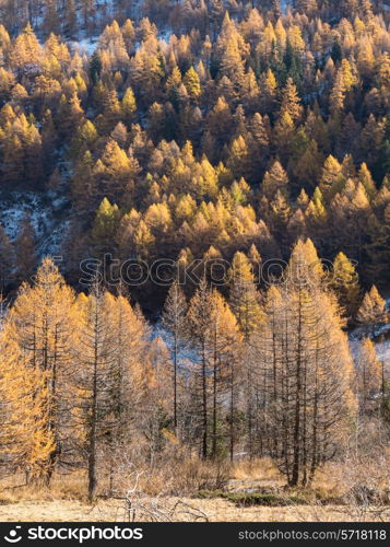 Larch forest in fall - Mont Blanc, Courmayer, Val d&rsquo;Aosta, Italy, Europe.