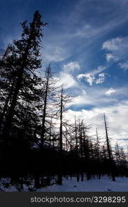 Larch trees in backlight over blue sky with cirrus clouds, winter season. Vertical frame