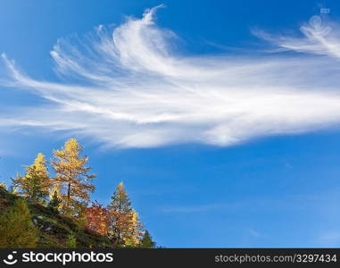 Larch trees over blue sky with delicate cirrus clouds.
