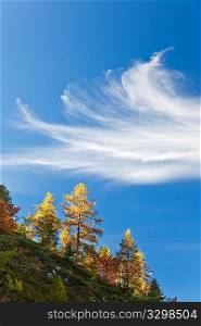 Larch trees over blue sky with delicate cirrus clouds. Vertical frame