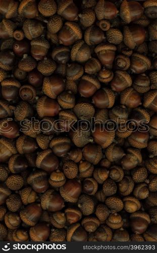 Large acorns. For use as a background
