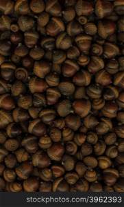 Large acorns. For use as a background