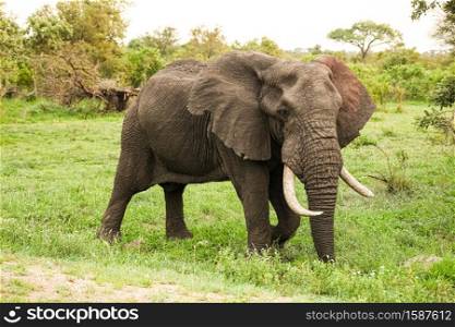 Large Adult African Elephants in a South African game reserve