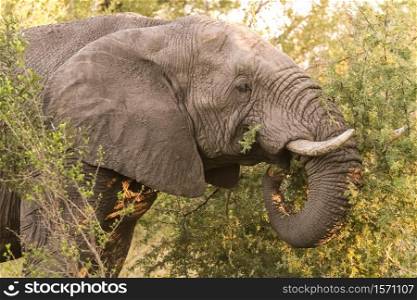 Large Adult African Elephants on Safari in South African game reserve