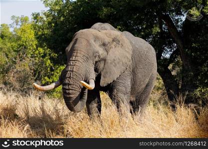 Large African bull elephant (Loxodonta africana), Kruger National Park, South Africa