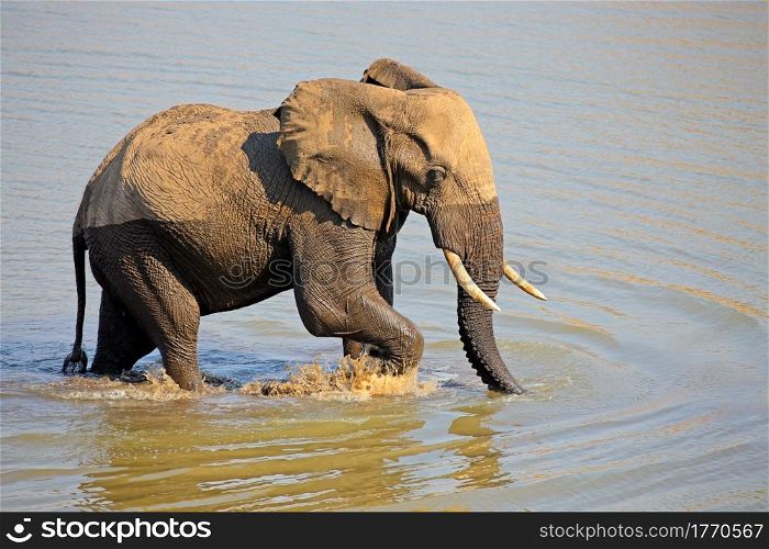 Large African bull elephant (Loxodonta africana) walking in a river, Kruger National Park, South Africa