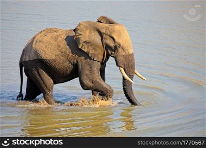 Large African bull elephant (Loxodonta africana) walking in a river, Kruger National Park, South Africa