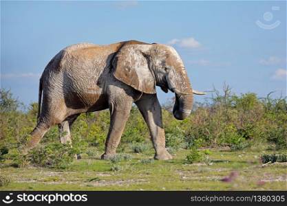 Large African elephant (Loxodonta africana) bull covered in mud, Etosha National Park, Namibia