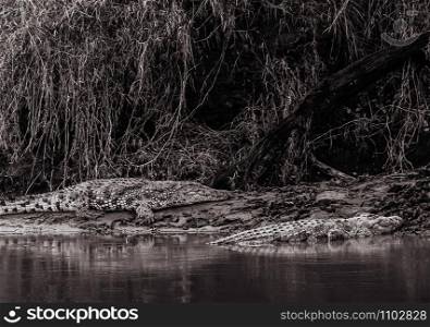 Large African nile river Crocodiles lie peacefully on muddy river shore in Serengeti savanna forest Tanzania