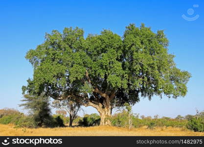 Large African sycamore fig tree (Ficus sycomorus), Kruger National Park, South Africa