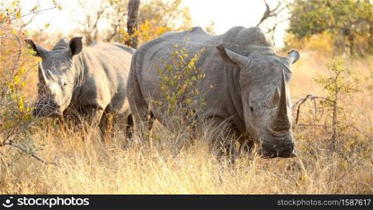 Large African White Rhino in a South African Game Reserve